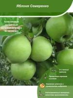 Яблоня Семеренко / Посадочный материал напрямую из питомника для вашего сада, огорода / Надежная и бережная упаковка