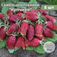 Клубника крупноплодная Купчиха саженцы/корневище клубники 5 шт