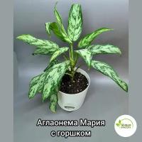 Комнатный цветок Аглаонема Мария