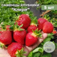 Клубника крупноплодная Клери саженцы/корневище клубники 5 шт