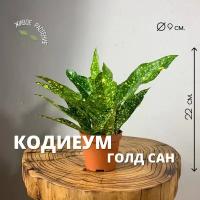 Кротон Голд Сан h-18, d-9 / Кодиеум, 1 шт., Plants Bel House, кодиеум цветок, кодиеум кротон