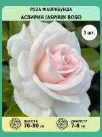 Роза флорибунда саженцы Аспирин