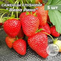 Клубника крупноплодная Вима Рина, саженцы/корневище клубники 5 шт