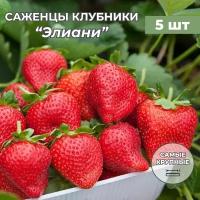 Клубника крупноплодная Элиани саженцы/корневище клубники 5 шт