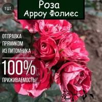 Саженец розы Арроу Фолиес / Спрей роза