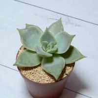 Суккулент Echeveria Madiba (Эхеверия). Диаметр горшка 5 см. Субстрат Succuterra Classic и фирменный горшочек в комплекте