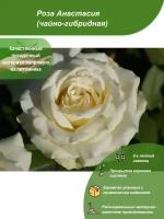 Роза Анастасия / Посадочный материал напрямую из питомника для вашего сада, огорода / Надежная и бережная упаковка