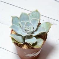 Суккулент Echeveria Lilacina (Эхеверия). Диаметр горшка 5 см. Субстрат Succuterra Classic и фирменный горшочек в комплекте