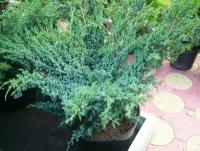 Можжевельник китайский (Juniperus chinensis "Blue Alps") 100-120 см