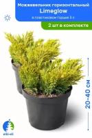 Можжевельник горизонтальный Limeglow (Лаймглоу) 20-40 см в пластиковом горшке 3 л, саженец, живое хвойное растение, комплект из 2 шт