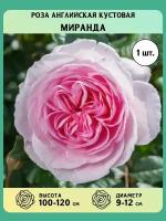 Роза английская кустовая саженцы Миранда
