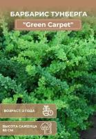 Саженцы Барбариса Тунберга Грин Карпет "Green Carpet"