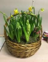 Весенние первоцветы в корзине / Нарцисс и гиацинт
