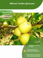 Яблоня Голден Делишес / Посадочный материал напрямую из питомника для вашего сада, огорода / Надежная и бережная упаковка