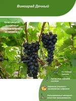Виноград Дачный / Посадочный материал напрямую из питомника для вашего сада, огорода / Надежная и бережная упаковка