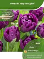 Тюльпан Негрита Дабл / Посадочный материал напрямую из питомника для вашего сада, огорода / Надежная и бережная упаковка