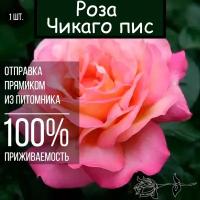 Саженец розы Чикаго пис / Чайно гибридная роза