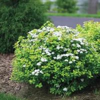 Спирея березолистная (Spiraea betulifolia "Tor") 80-100 см