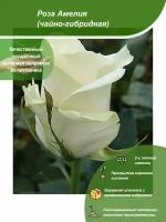 Роза Амелия / Посадочный материал напрямую из питомника для вашего сада, огорода / Надежная и бережная упаковка
