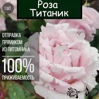 Саженец розы Титаник / Чайно гибридная роза