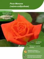 Роза Моника / Посадочный материал напрямую из питомника для вашего сада, огорода / Надежная и бережная упаковка