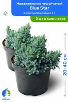 Можжевельник чешуйчатый Blue Star (Блю Стар) 20-40 см в пластиковом горшке 3 л, саженец, хвойное живое растение, комплект из 2 шт
