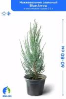 Можжевельник скальный Blue Arrow (Блю Эрроу) 60-80 см в пластиковом горшке 2-3 л, саженец, хвойное живое растение