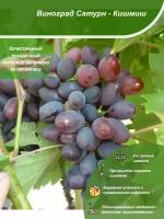 Виноград Сатурн - Кишмиш / Посадочный материал напрямую из питомника для вашего сада, огорода / Надежная и бережная упаковка