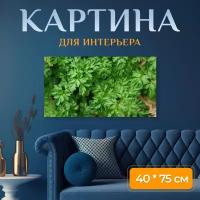 Картина на холсте "Кервель ажурный, трава, завод" на подрамнике 75х40 см. для интерьера