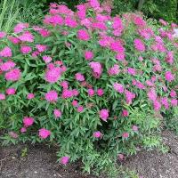 Спирея японская (Spiraea japonica "Antonii Waterer") 70-80 см