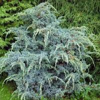 Можжевельник чешуйчатый (Juniperus squamata "Meyeri") 90-100 см
