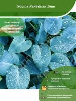 Хоста Канадиан Блю / Посадочный материал напрямую из питомника для вашего сада, огорода / Надежная и бережная упаковка