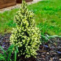 Ель канадская (Picea glauca "Daisy's White") 70-80 см