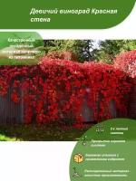 Девичий виноград Красная стена / Посадочный материал напрямую из питомника для вашего сада, огорода / Надежная и бережная упаковка