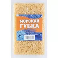 Морская губка