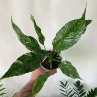 Спатифиллум Вариегатный Даймонт (Бриллиант) или Spathiphyllum Diamond Variegated