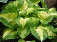 Хоста Гибридная Саммер Мьюзик (Hosta hybrida) - набор из 3 штук Рассада, Саженец/10-20 см./2 года/2л/Закрытая (ЗКС)