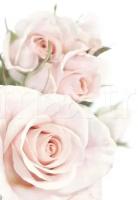 Фотообои Розовые розы на белом 275x189 (ВхШ), бесшовные, флизелиновые, MasterFresok арт 9-083