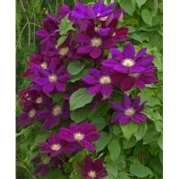 Клематис Крупноцветковый Лех Качинский (Clematis) Саженец/20-30см./1 год/2л/Закрытая (ЗКС)