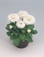 Маргаритка многолетняя (Bellis perennis) "Roggli" (white) Raw 1000 шт