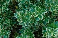 Бересклет Форчуна Эмералд Гайети (Euonymus fortunei) - набор из 2 штук Саженец/20-30 см./1 год/2л/Закрытая (ЗКС)