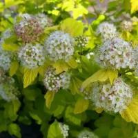 Пузыреплодник Калинолистный Ауреа (Physocarpus opulifolius) Саженец/70-80 см./4 года/7,5л/Закрытая (ЗКС)