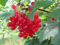 Смородина Красная Натали (Ribes rubrum) Саженец/4-5 лет/40л/Закрытая (ЗКС)