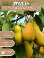 Саженцы Груши Лесная красавица