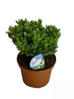 Крассула Овата Конволюта (Толстянка) - Crassula D14 H25