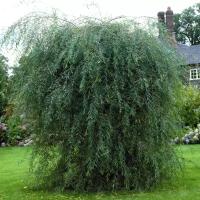 Ива Пендула Пендула (Salix caprea Pendula) - набор из 3 штук Саженец/30-40 см./2 года/2л/Закрытая (ЗКС)