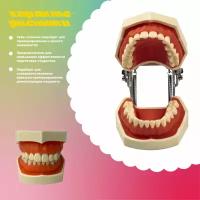 Стоматологическая модель верхней и нижней челюсти с контуром десны