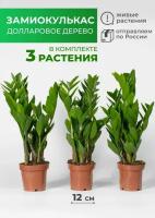 Комплект 3 растения Замиокулькас Долларовое дерево высота 40см, диаметр 12см