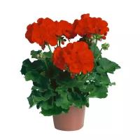 Герань (пеларгония) - Pelargonium D9 H15