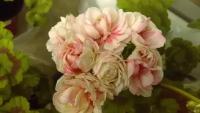 Семена Пеларгония розебудная зональная Денис 4 шт